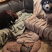 Ulyss a rejoint le concours — aidez-le/la à gagner de superbes lots ! dog, dogs, cat, kitten, pets, animals, living_room, couch, blankets, mattress, pet_bed, carpet, sitting, lying_down, striped_cat, fluffy_dog, black_and_white, brown_dog, home, clutter