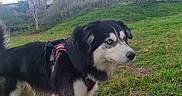 Ulyss participe au concours pour gagner de l'argent avec cette photo : dog, canine, fluffy, black_and_white, blue_eyes, long_hair, harness, standing, outdoors, grass, hillside, village, houses, cloudy_sky, landscape, pet, animal_portrait, alert, autumn, nature