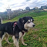 dog, canine, fluffy, black_and_white, blue_eyes, long_hair, harness, standing, outdoors, grass, hillside, village, houses, cloudy_sky, landscape, pet, animal_portrait, alert, autumn, nature