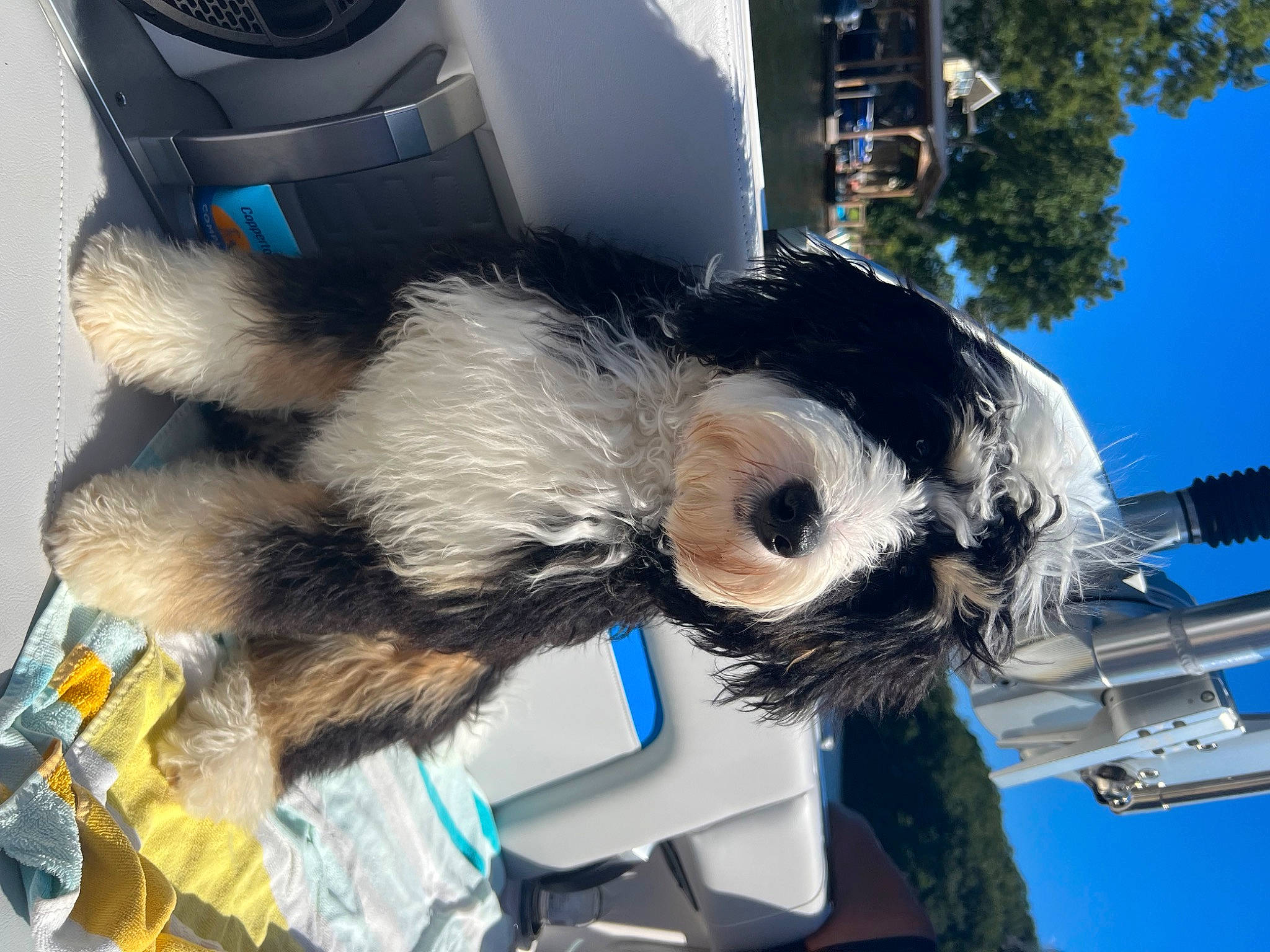 Marley is registered to the contest to win money with this photo: audio_equipment, automotive_exterior, automotive_tire, canidae, electric_blue, eyewear, feather, fictional_character, fur, mascot, personal_protective_equipment, plush, sky, stuffed_toy, tail, toy, tree, vehicle_door, white, wing