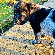 Switch a rejoint le concours — aidez-le/la à gagner de superbes lots ! puppy, dog, black_and_white, outdoor, grass, concrete, shadow, sunlight, young_dog, curious, pet, animal, close_up, side_view, nature, daylight, ears, fur, paws, cute