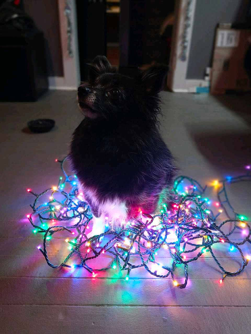Tinkerbella is registered to the contest to win money with this photo: art, carnivore, christmas, christmas_decoration, darkness, electric_blue, event, feather, felidae, flooring, fur, holiday, interior_design, magenta, midnight, night, purple, tail, tree, whiskers