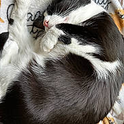 Luna joined the competition — help win amazing prizes! cat, black_and_white, sleeping, curled_up, feline, pet, cozy, blanket, soft, whiskers, paw, cute, domestic_animal, fur, resting, indoor, animal, close_up, relaxing, nap