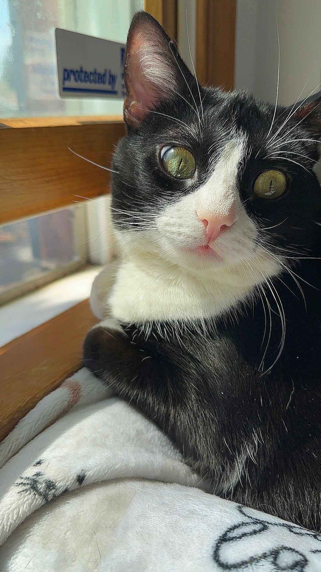 Luna is registered to the contest to win money with this photo: cat, black_and_white, close_up, whiskers, green_eyes, blanket, window, sunlight, indoor, pet, feline, relaxed, fur, nose, animal, curious, resting, soft_texture, domestic_cat, portrait