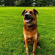 Niko joined the competition — help win amazing prizes! dog, canine, pet, grass, lawn, park, outdoors, trees, greenery, happy, smiling, tongue, sitting, collar, fur, portrait, nature, playful, close_up, summer