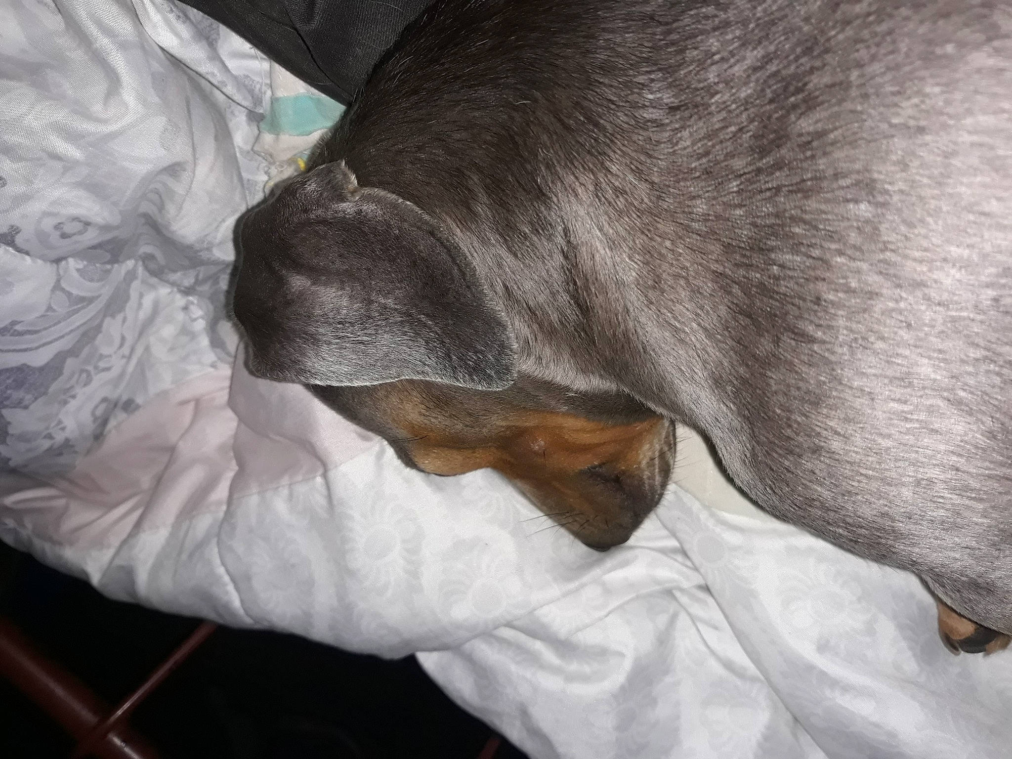 Maxwell joined the competition — help win amazing prizes! canidae, carnivore, dog_breed, ear, hand, nose, snout, sporting_group, weimaraner