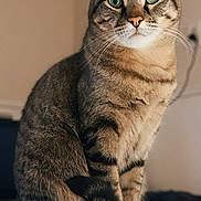 Lola joined the competition — help win amazing prizes! cat, tabby_cat, animal, pet, green_eyes, sitting, fur, whiskers, indoor, portrait, looking_at_camera, curious, feline, cute, domestic_animal, closeup, striped, calm, soft_light, background_blur