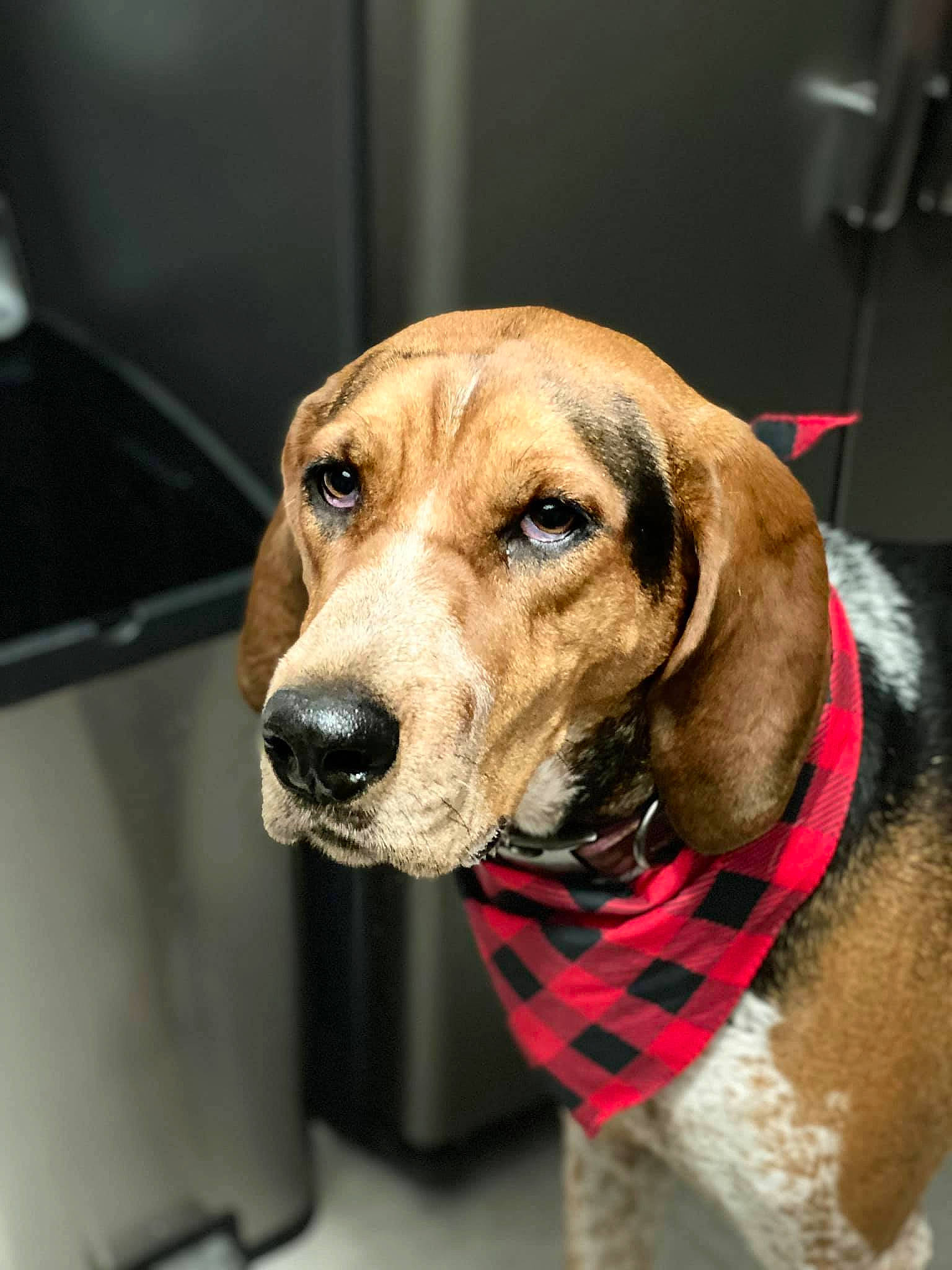 Bailee joined the competition — help win amazing prizes! canidae, carnivore, collar, companion_dog, dog, dog_breed, dog_collar, dog_supply, fawn, hound, leash, liver, pet_supply, snout, sporting_group, vertebrate, whiskers, working_animal, working_dog