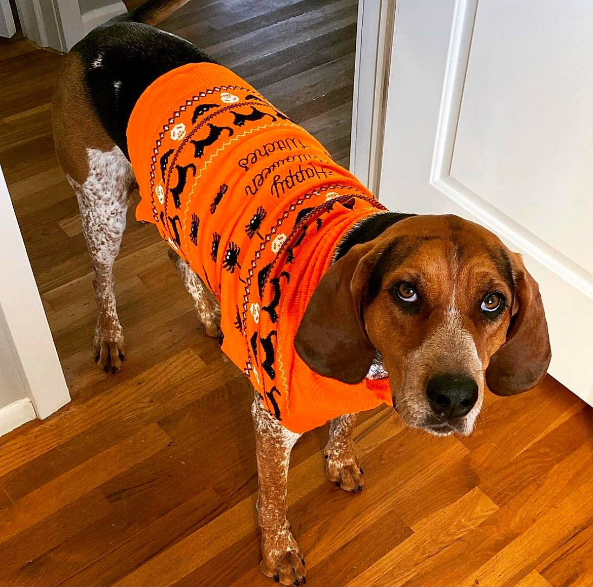 Bailee joined the competition — help win amazing prizes! carnivore, companion_dog, dog, dog_breed, dog_clothes, dog_supply, floor, flooring, hardwood, laminate_flooring, liver, mammal, orange, snout, tail, vertebrate, wood, wood_flooring, wood_stain, working_animal