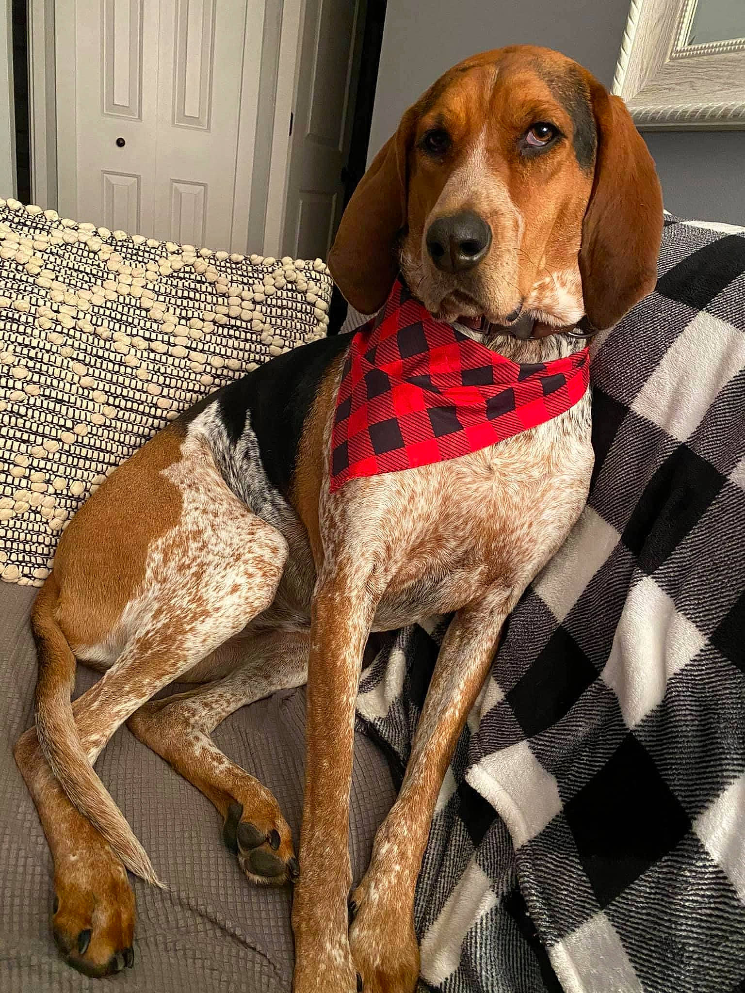 Bailee joined the competition — help win amazing prizes! brown, carnivore, collar, companion_dog, dog, dog_breed, dog_supply, fawn, hound, linens, liver, pattern, pet_supply, plaid, scent_hound, snout, sporting_group, tartan, vertebrate, working_animal