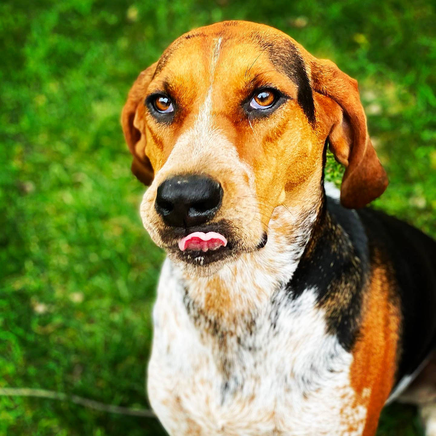 Bailee is registered to the contest to win money with this photo: canidae, carnivore, collar, companion_dog, dog, dog_breed, dog_collar, fawn, hound, mammal, scent_hound, snout, sporting_group, vertebrate, whiskers, working_animal, working_dog