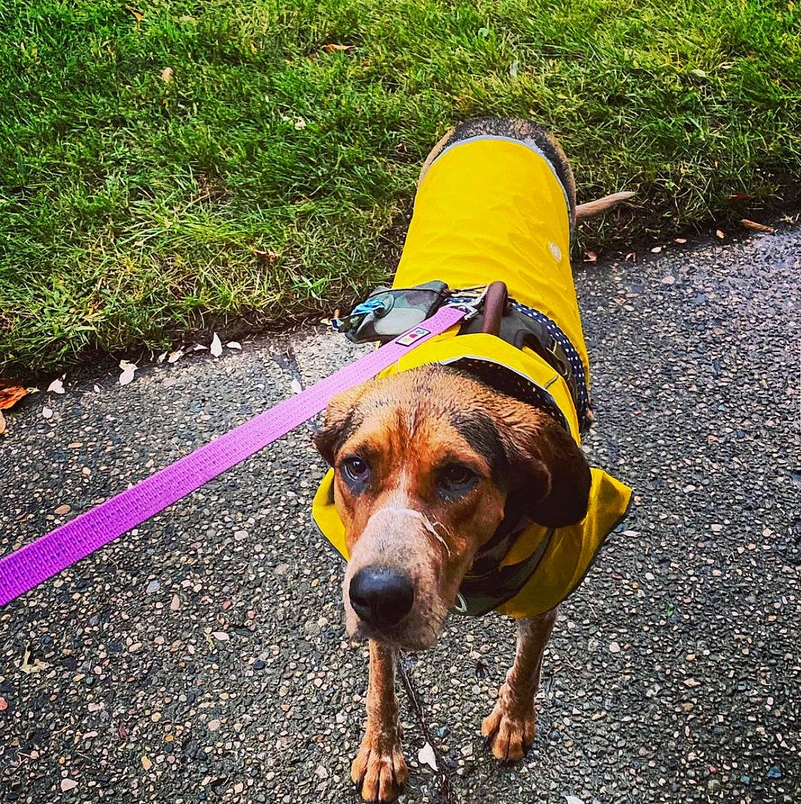 Bailee is registered to the contest to win money with this photo: canidae, carnivore, collar, companion_dog, dog, dog_breed, dog_clothes, dog_collar, dog_supply, hound, pet_supply, snout, sporting_group, working_animal