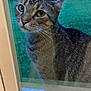 Harlow is registered to the contest to win money with this photo: animal, cat, closeup, curious, domestic, ears, eyes, face, feline, glass, greenery, mammal, nature, outdoor, pet, portrait, reflection, tabby, whiskers, window