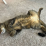 Harlow joined the competition — help win amazing prizes! animal, carpet, cat, cozy, cute, domestic, feline, fur, home, indoor, lying_down, paws, peaceful, pet, relaxed, resting, sleeping, tabby, tail, whiskers