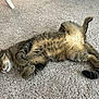 animal, carpet, cat, cozy, cute, domestic, feline, fur, home, indoor, lying_down, paws, peaceful, pet, relaxed, resting, sleeping, tabby, tail, whiskers