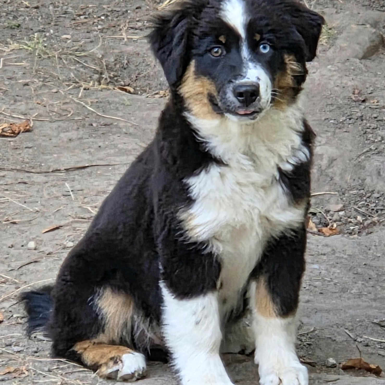 Aïka participe au concours pour gagner de l'argent avec cette photo : adorable, animal, blue_eye, brown_eye, canine, close_up, cute, dog, ears, fur, ground, nature, outdoor, pet, portrait, puppy, sitting, tongue_out, tricolor, young_dog