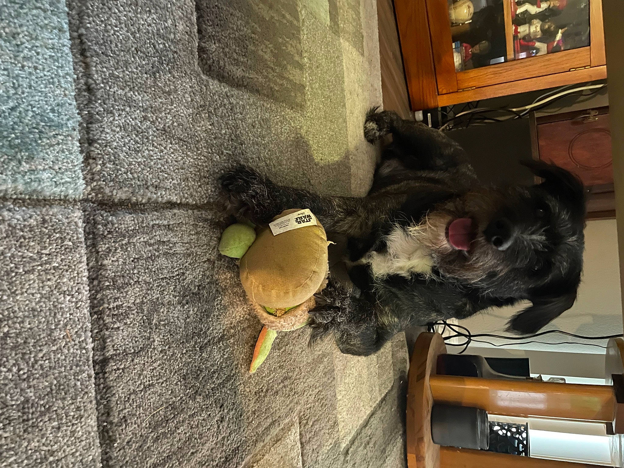 Xavier joined the competition — help win amazing prizes! companion_dog, concrete, dog_breed, eyewear, floor, flooring, fur, grey, metal, picture_frame, plant, road_surface, room, snout, stuffed_toy, tail, toy, wood