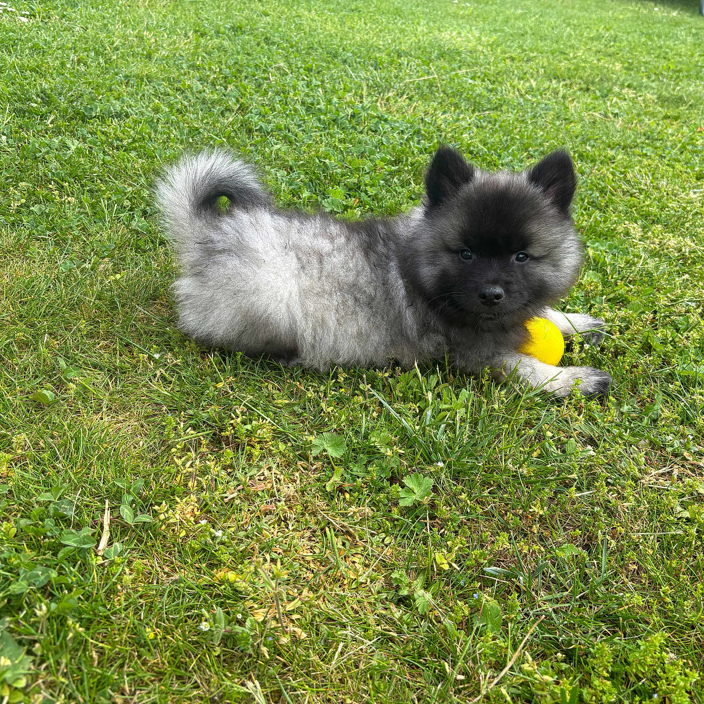 Bouba