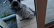Bouba a rejoint le concours — aidez-le/la à gagner de superbes lots ! puppy, dog, fluffy, wooden_deck, glass_door, outdoor, curious, pet, small_dog, fur, sitting, garden, plants, gravel, door_frame, animal, companion, young_dog, cute, domestic_animal