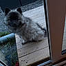 puppy, dog, fluffy, wooden_deck, glass_door, outdoor, curious, pet, small_dog, fur, sitting, garden, plants, gravel, door_frame, animal, companion, young_dog, cute, domestic_animal