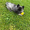 Bouba a rejoint le concours — aidez-le/la à gagner de superbes lots ! puppy, dog, grass, yellow_ball, outdoor, pet, animal, cute, fluffy, playing, nature, green, summer, young, adorable, paw, resting, sunlight, small, fur