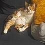 Miyou participe au concours pour gagner de l'argent avec cette photo : animal, calico_cat, cat, comfort, couch, cozy, domestic, feline, fur, gray_cushion, indoor, laying_down, paw, pet, pillow, relaxed, resting, soft_light, whiskers, yellow_pillow