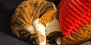 Miyou participe au concours pour gagner de l'argent avec cette photo : animal, cat, comfort, couch, cozy, curled_up, domestic, feline, fur, home, indoor, orange, pet, pillow, relaxation, resting, sleeping, soft, tabby, white