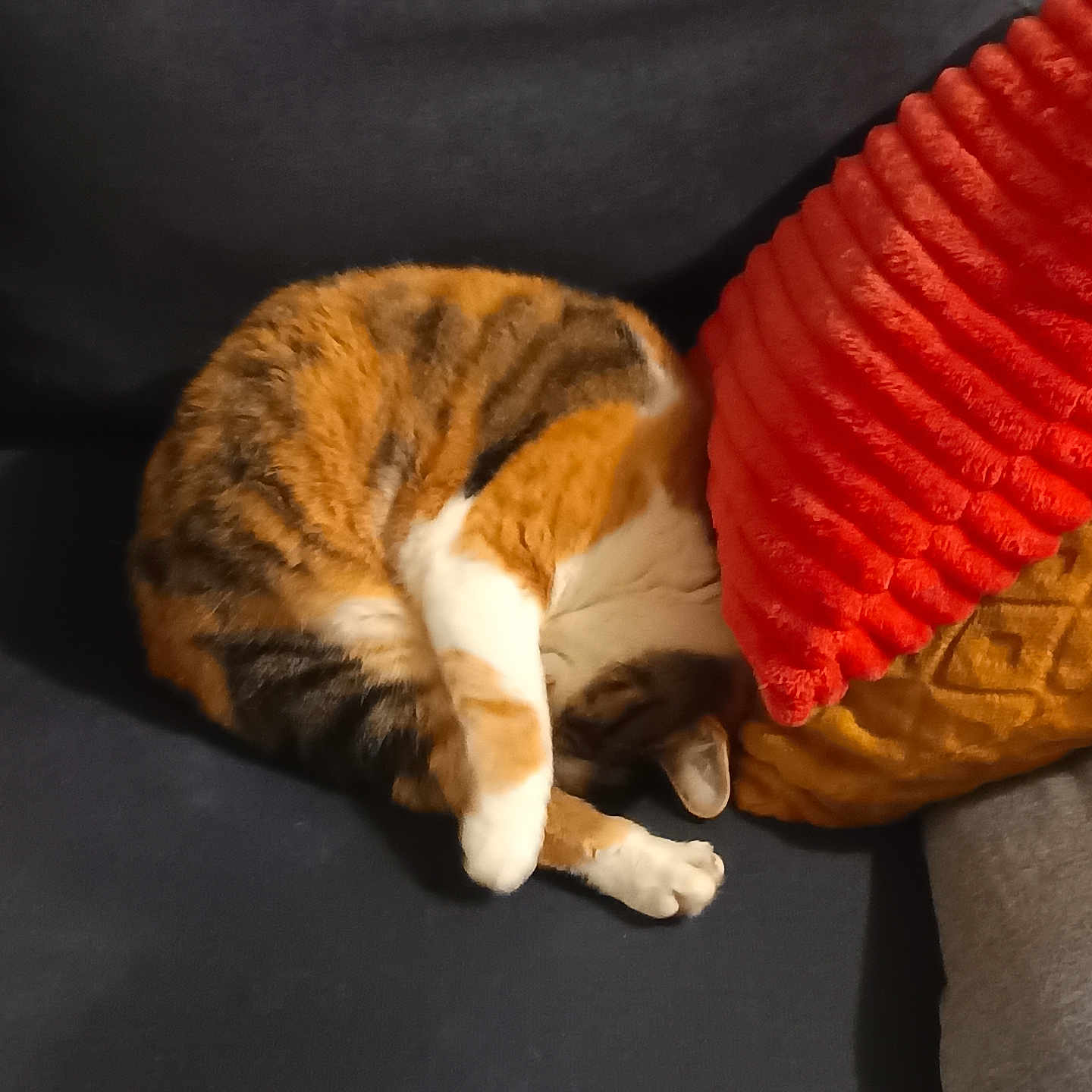 Miyou participe au concours pour gagner de l'argent avec cette photo : animal, cat, comfort, couch, cozy, curled_up, domestic, feline, fur, home, indoor, orange, pet, pillow, relaxation, resting, sleeping, soft, tabby, white
