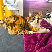 Miyou participe au concours pour gagner de l'argent avec cette photo : animal, blanket, calico_cat, cat, christmas_decor, couch, cozy, floor_tiles, folding_chair, fur, furniture, home, indoor, looking_at_camera, pet, purple_blanket, relaxed, tail, whiskers, yellow_curtain