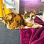 animal, blanket, calico_cat, cat, christmas_decor, couch, cozy, floor_tiles, folding_chair, fur, furniture, home, indoor, looking_at_camera, pet, purple_blanket, relaxed, tail, whiskers, yellow_curtain