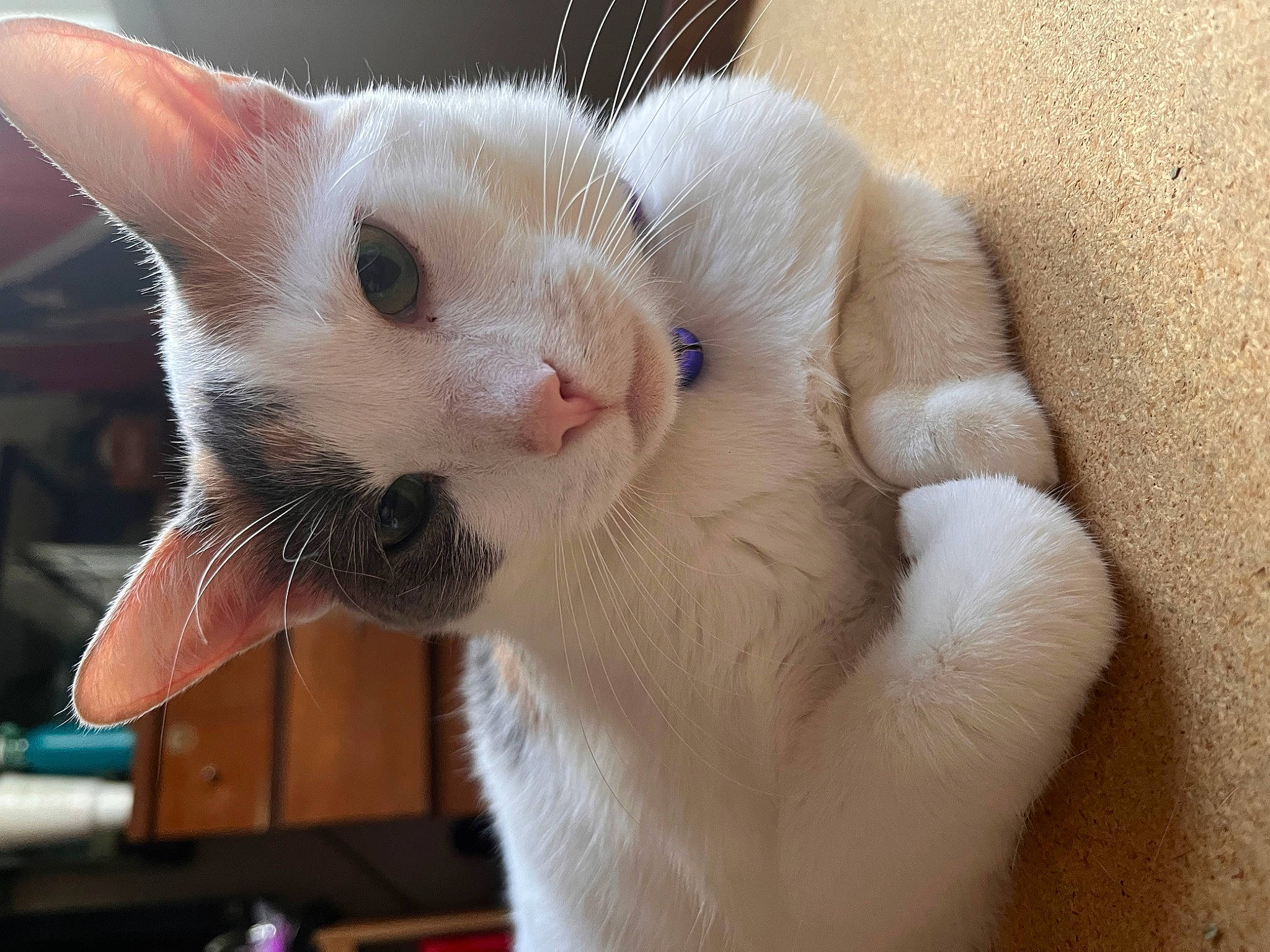 Clementine joined the competition — help win amazing prizes! carnivore, cat, claw, comfort, domestic_short_haired_cat, ear, eyelash, fawn, felidae, fur, nail, paw, small_to_medium_sized_cats, snout, tail, whiskers