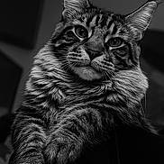 Uncia a rejoint le concours — aidez-le/la à gagner de superbes lots ! abyssinian, animal, bodypart, cat, kitten, manx, mouth, person, pet