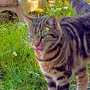 Hunter participe au concours pour gagner de l'argent avec cette photo : cat, tabby_cat, animal, outdoor, grass, flower, plant, nature, pet, feline, striped, tongue_out, greenery, wood, sunlight, garden, mammal, cute, closeup, walking