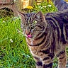 cat, tabby_cat, animal, outdoor, grass, flower, plant, nature, pet, feline, striped, tongue_out, greenery, wood, sunlight, garden, mammal, cute, closeup, walking