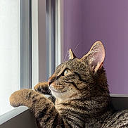 Aslan a rejoint le concours — aidez-le/la à gagner de superbes lots ! cat, tabby, window, indoor, pet, feline, relaxed, looking_out, purple_wall, blanket, resting, domestic_animal, fur, whiskers, ears, side_view, natural_light, cozy, closeup, animal
