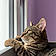 Aslan