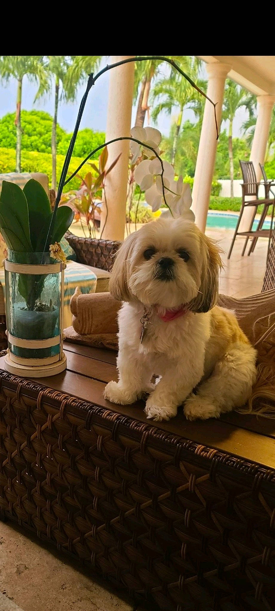 Matti joined the competition — help win amazing prizes! carnivore, chair, companion_dog, dog, dog_breed, fawn, flooring, flowerpot, grass, green, houseplant, liver, plant, shih_tzu, snout, sporting_group, sunglasses, toy_dog, wood, working_animal