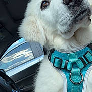 Pinky joined the competition — help win amazing prizes! dog, white_dog, pet, car_interior, harness, window, reflection, person, glasses, face_partial, drink_cup, yellow_straw, seat, steering_wheel, sky, clouds, closeup, fluffy, animal, companion