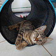 Nala a rejoint le concours — aidez-le/la à gagner de superbes lots ! kitten, cat, tabby, play_tunnel, toy_mouse, indoor, floor, curious, pet, animal, young_cat, tile_floor, black_tunnel, blue_trim, relaxed, looking, whiskers, ears, paws, home