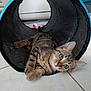kitten, cat, tabby, play_tunnel, toy_mouse, indoor, floor, curious, pet, animal, young_cat, tile_floor, black_tunnel, blue_trim, relaxed, looking, whiskers, ears, paws, home