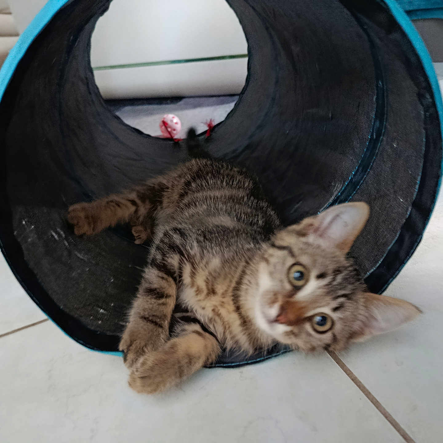 Nala a rejoint le concours — aidez-le/la à gagner de superbes lots ! animal, black_tunnel, blue_trim, cat, curious, ears, floor, home, indoor, kitten, looking, paws, pet, play_tunnel, relaxed, tabby, tile_floor, toy_mouse, whiskers, young_cat