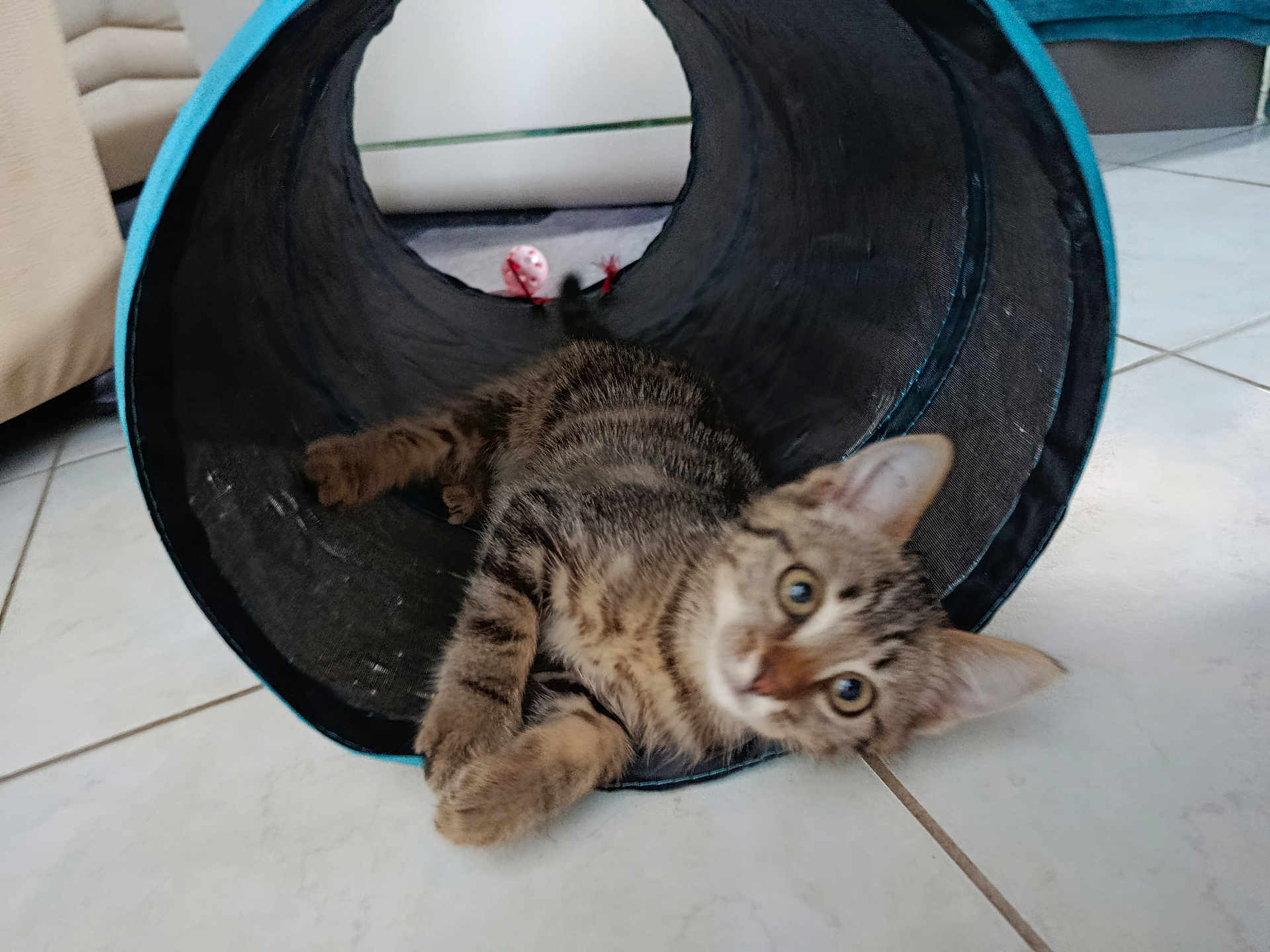 Nala a rejoint le concours — aidez-le/la à gagner de superbes lots ! kitten, cat, tabby, play_tunnel, toy_mouse, indoor, floor, curious, pet, animal, young_cat, tile_floor, black_tunnel, blue_trim, relaxed, looking, whiskers, ears, paws, home