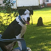 Goober is registered to the contest to win money with this photo: dog, black_and_white, blue_eyes, plastic_chair, outdoor, grass, fence, sunlight, happy, panting, backyard, truck, tree, nature, pet, animal, sitting, collar, daytime, leaf
