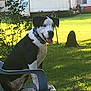 dog, black_and_white, blue_eyes, plastic_chair, outdoor, grass, fence, sunlight, happy, panting, backyard, truck, tree, nature, pet, animal, sitting, collar, daytime, leaf