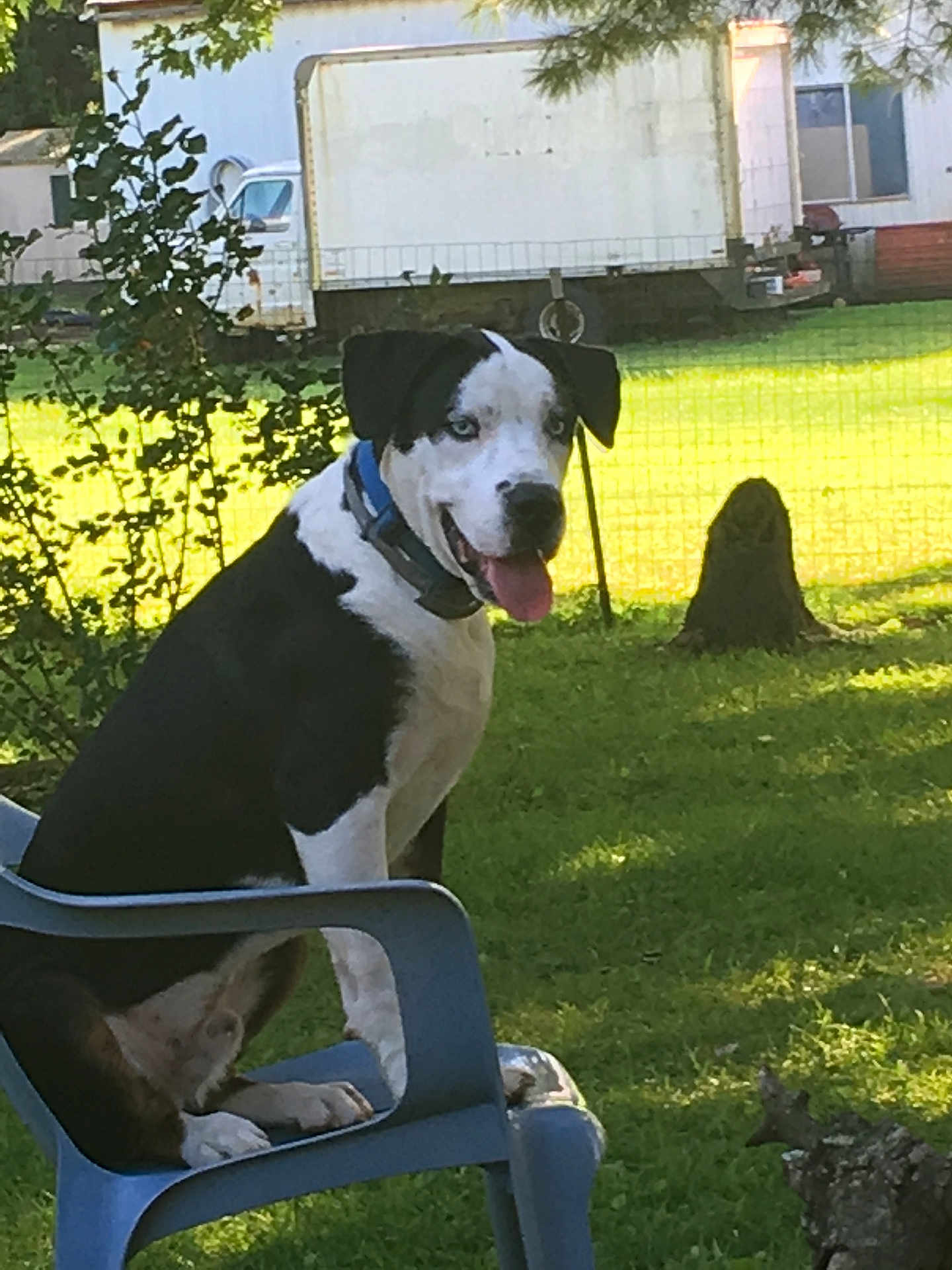 Goober is registered to the contest to win money with this photo: dog, black_and_white, blue_eyes, plastic_chair, outdoor, grass, fence, sunlight, happy, panting, backyard, truck, tree, nature, pet, animal, sitting, collar, daytime, leaf