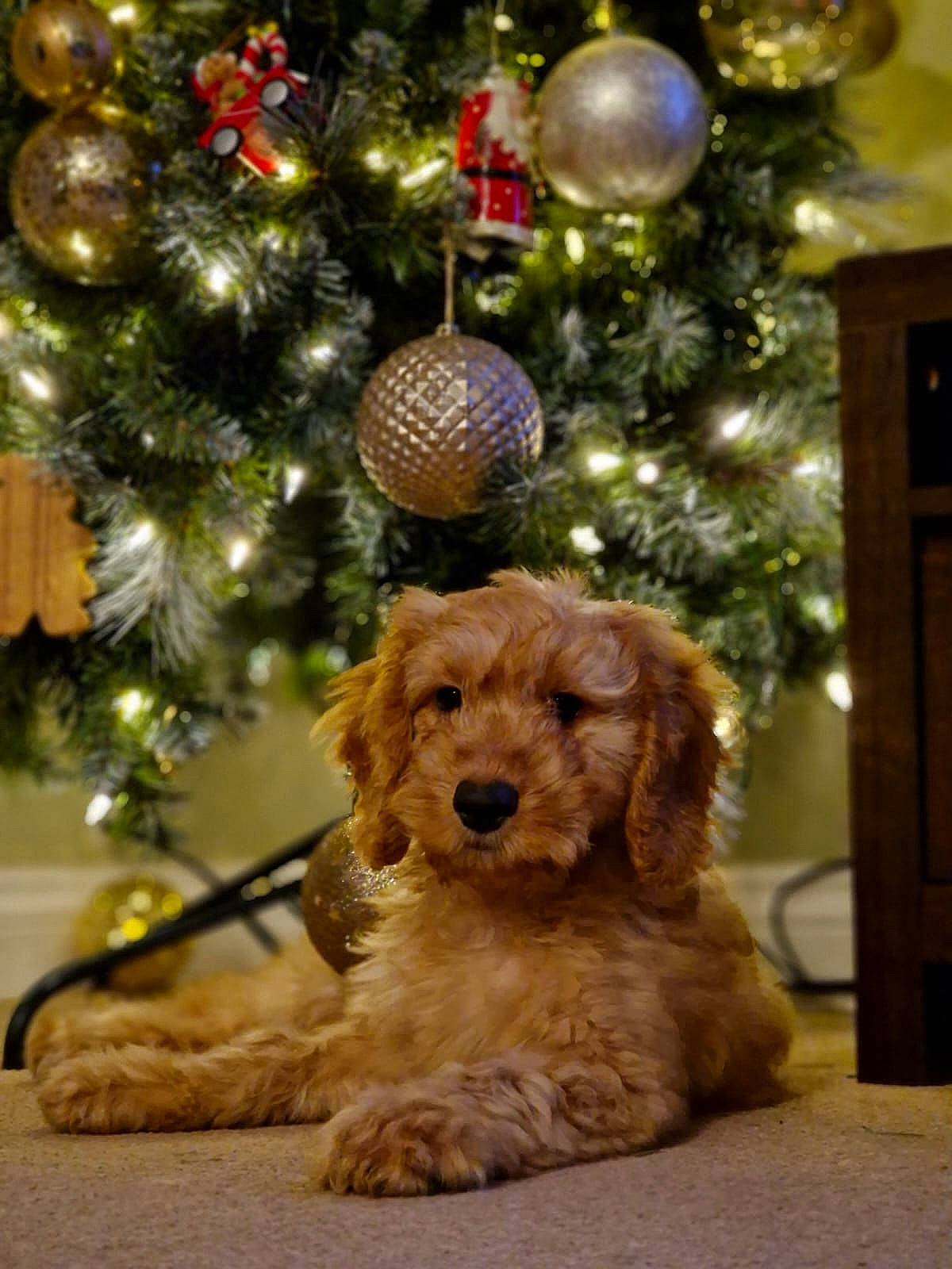 Lenny joined the competition — help win amazing prizes! carnivore, christmas_decoration, christmas_ornament, christmas_tree, companion_dog, dog, dog_breed, event, fawn, fur, holiday, holiday_ornament, ornament, poodle, spaniel, sporting_group, toy, toy_dog, tree, water_dog