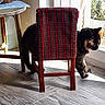 animal, cat, chair, cozy, curious, daylight, domestic, flooring, furniture, home, indoor, interior, pattern, pet, plaid, shadow, small_chair, sunlight, window, wooden_floor