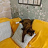 animal, bird_pattern, blanket, cat, comfort, couch, cozy, floral_pattern, furniture, green, home, indoor, pet, pillow, relaxing, resting, stone_wall, tortoiseshell_cat, wallpaper, yellow