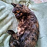 animal, blanket, cat, covering_face, cozy, curled_up, cute, feline, fur, green, home, indoor, paw, pet, playful, relaxed, resting, sleeping, soft, tortoiseshell