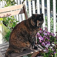 Venise participe au concours pour gagner de l'argent avec cette photo : animal, balcony, cat, chair, collar, feline, flowers, garden, greenery, leafy_plants, nature, outdoor, pet, plants, purple_flowers, sitting, sunlight, tortoiseshell_cat, white_flowers, wooden_chair